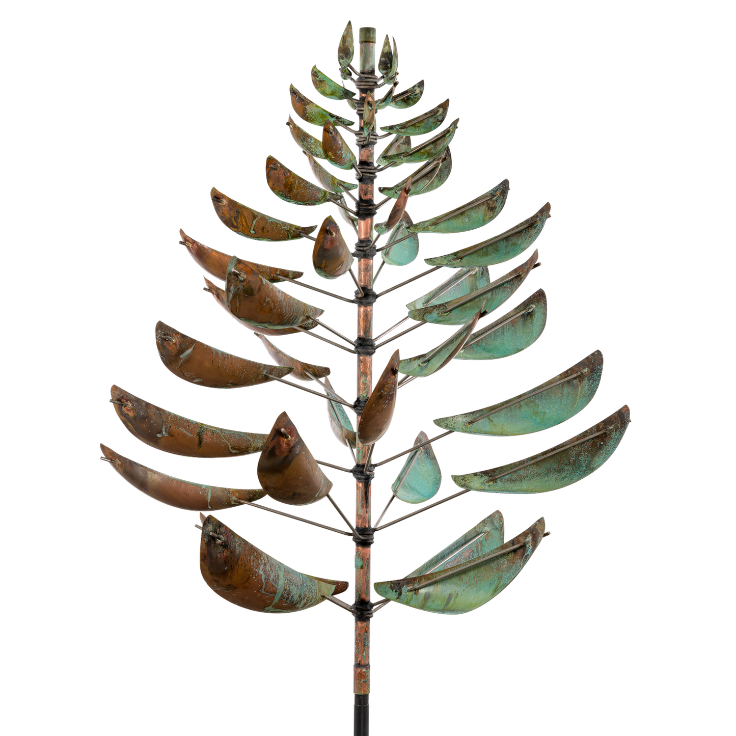 Ponderosa